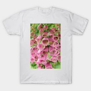 Digitalis × mertonensis  AGM  Strawberry foxglove T-Shirt